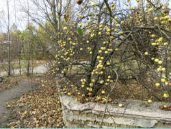 Ukraine, Prypjat, Stadtkern